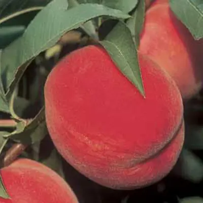 Photo of China Pearl Peach Tree
