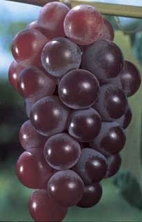 Photo of Catawba Grape Vine