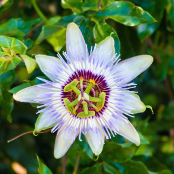 Passion Fruit Vines