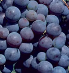 Photo of Fredonia Grape Vine