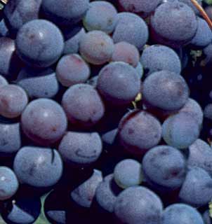 Photo of Fredonia Grape Vine