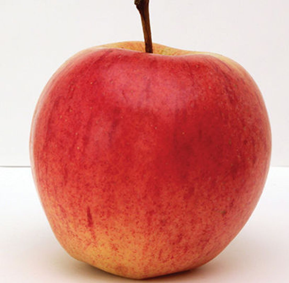 Norland Apple Tree - Stark Bro's