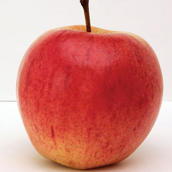 Photo of Norland Apple Tree