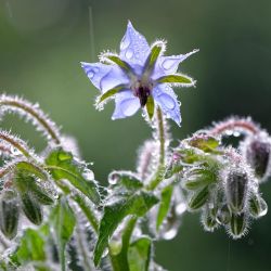 Photo of Borage Certified Organic