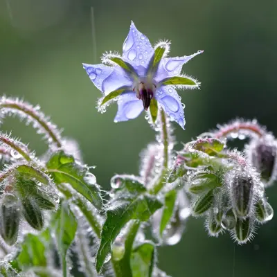 Photo of Borage Certified Organic