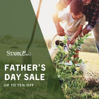 Father's Day Sale