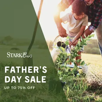 Father's Day Sale