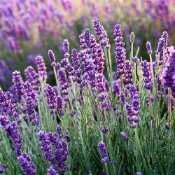 Purple lavender blooms