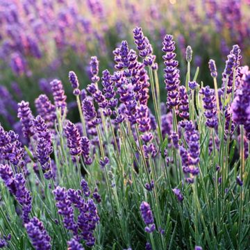 Purple lavender blooms