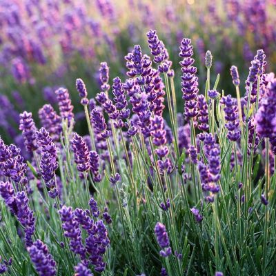 Purple lavender blooms