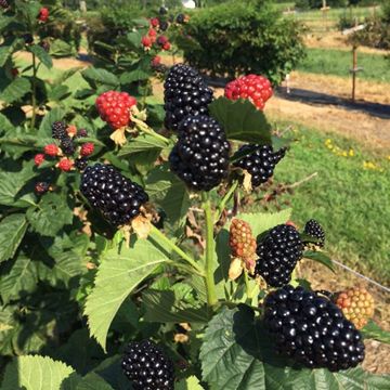 Photo of Midnight Jewel Blackberry Plant