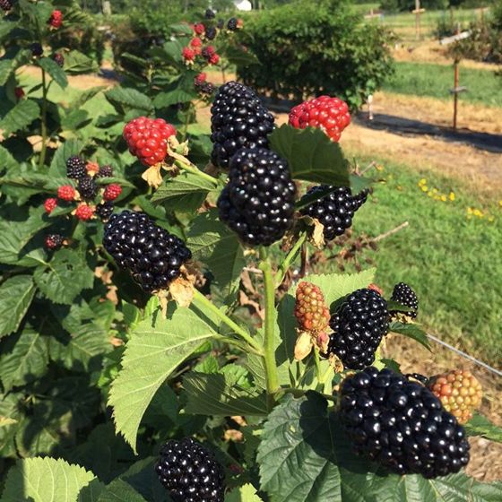 Photo of Midnight Jewel Blackberry Plant