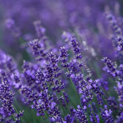 Photo of Grosso Certified Organic Lavender
