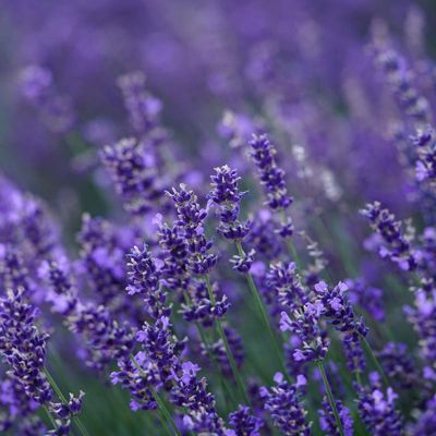 Photo of Grosso Certified Organic Lavender
