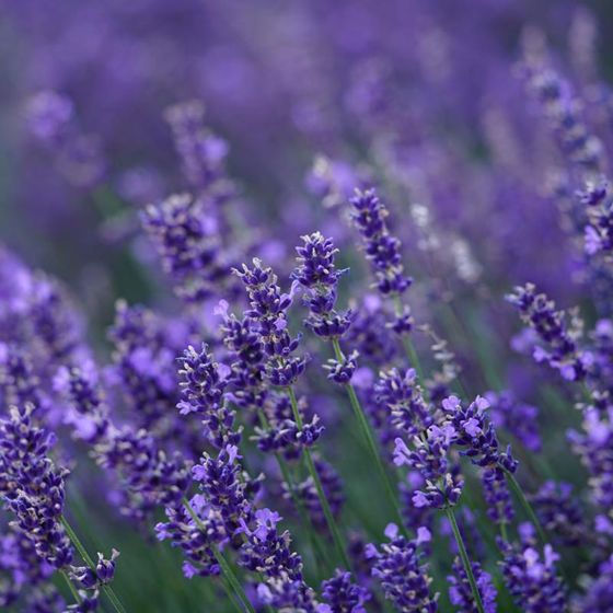 Photo of Grosso Certified Organic Lavender