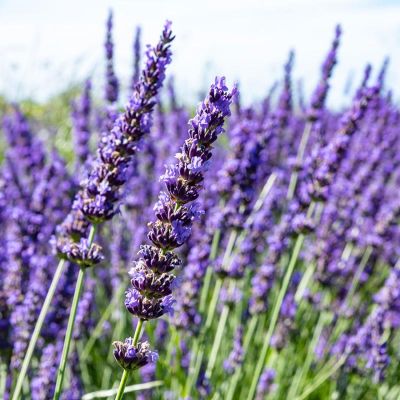 Photo of Provence Certified Organic Lavender