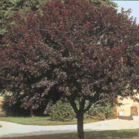 Photo of Thundercloud Purple Leaf Plum Tree