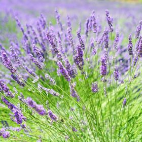 Photo of Hidcote Certified Organic Lavender