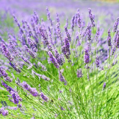 Photo of Hidcote Certified Organic Lavender