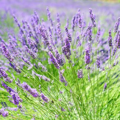 Photo of Hidcote Certified Organic Lavender