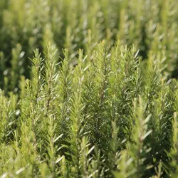Photo of Arp Certified Organic Rosemary