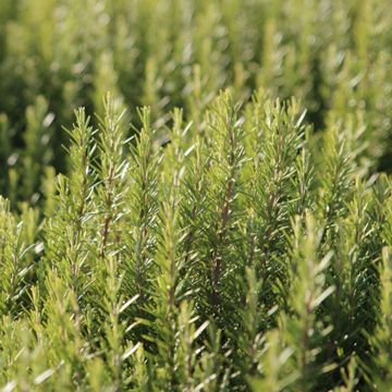 Photo of Arp Certified Organic Rosemary
