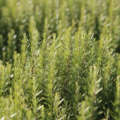 Photo of Arp Certified Organic Rosemary