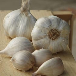 Photo of Elephant Certified Organic Garlic Bulbs