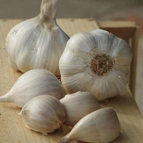Photo of Elephant Certified Organic Garlic Bulbs