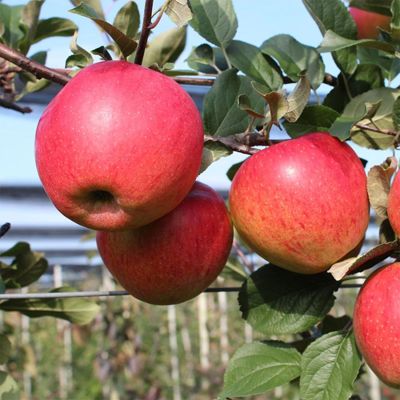 View full size image Photo of Paradise Alluring™ Apple Tree