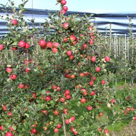 View full size image Photo of Paradise Alluring™ Apple Tree