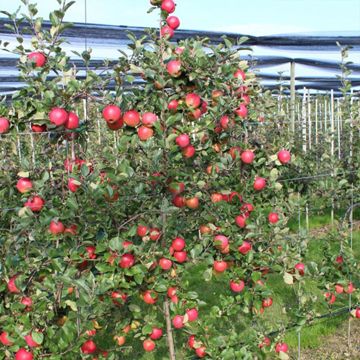 View full size image Photo of Paradise Alluring™ Apple Tree