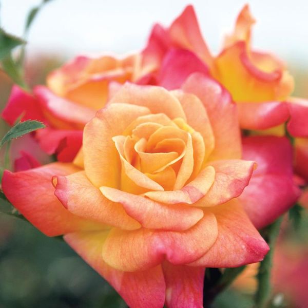 Photo of Joseph's Coat Climbing Rose