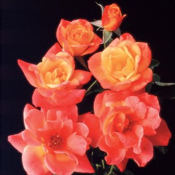Photo of Joseph's Coat Climbing Rose
