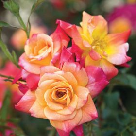 Photo of Joseph's Coat Climbing Rose