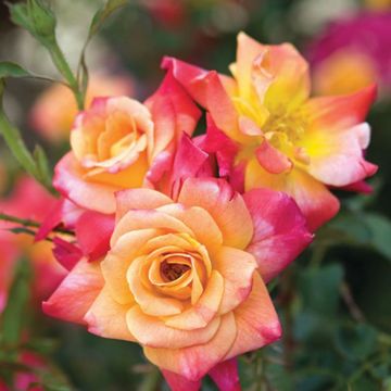 Photo of Joseph's Coat Climbing Rose