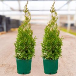 Photo of Green Giant Arborvitae Value Pack