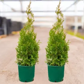 Photo of Green Giant Arborvitae Value Pack