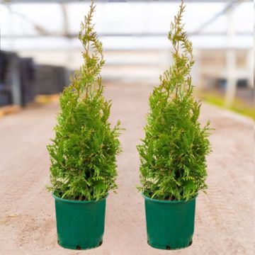 Photo of Green Giant Arborvitae Value Pack