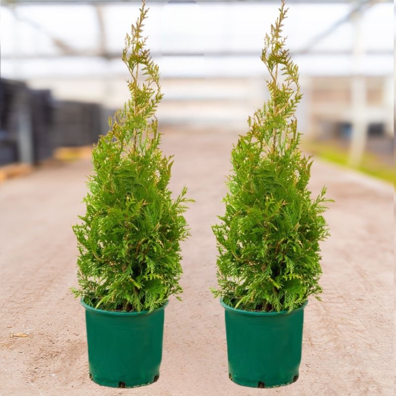 今季 定価89980円 新品Arbor 156 アーバー パーク グラトリ Green Giant Arborvitae Value Pack - Stark Bro's