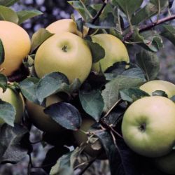 Photo of Pristine® Apple Tree