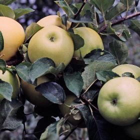 Liberty Apple Tree – Morse Nursery