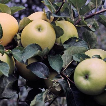 Photo of Pristine® Apple Tree