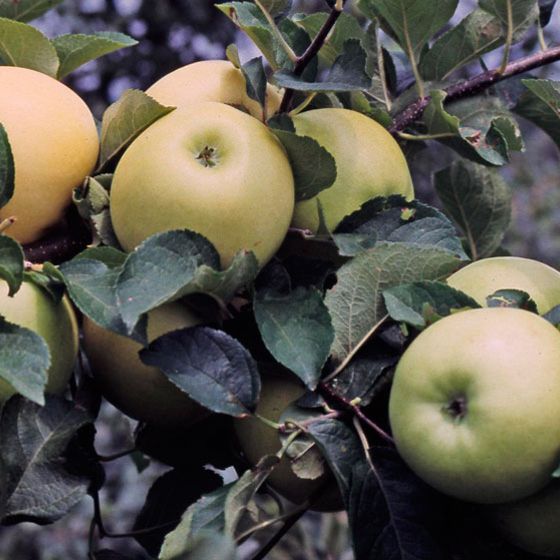 Photo of Pristine® Apple Tree