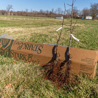 Bare Root Available Now