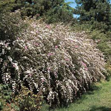 Photo of Tri-Color Spirea Plant