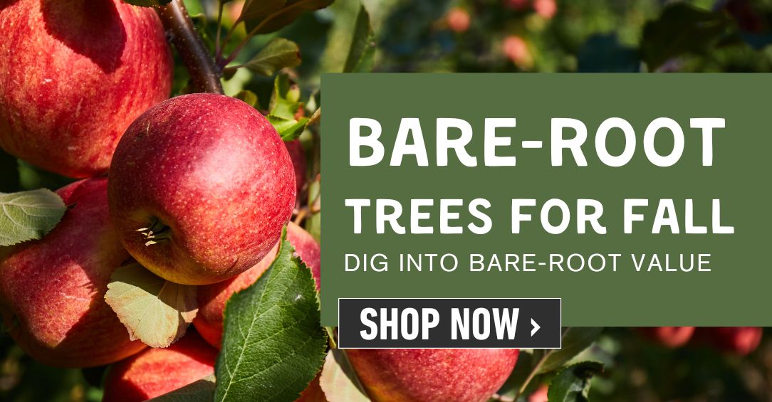Bare-root trees for fall. Dig into bare-root value. Shop now.