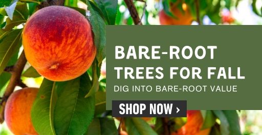 Shop bare-root for fall