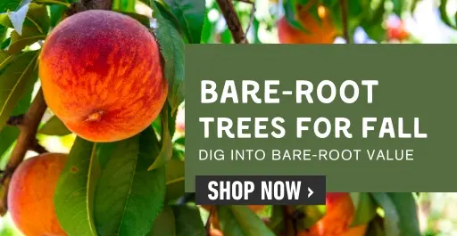 Shop bare-root for fall