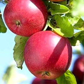 View full size image Red apples on tree